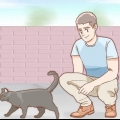 Att bestämma kön på en katt