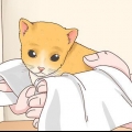Att bestämma kön på en kattunge