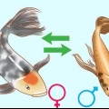 Att bestämma kön på en fisk
