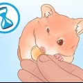 Att bestämma kön på din hamster