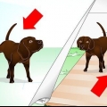 Avläser din hunds markeringsbeteende