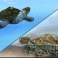 Se skillnaden mellan vattenlevande sköldpaddor, terrapins och sköldpaddor