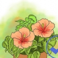 Att odla hibiskus utomhus
