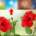 Förökning av hibiscus