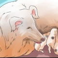 Få hundar att sluta äta hundbajs