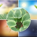 Hosta växter