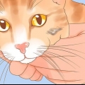 Att känna igen hudcancer hos en katt