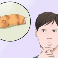 Ingrip om din hamster inte rör sig
