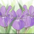 Växande iris
