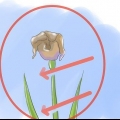 Ta hand om iris när blommorna dör