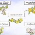 Odla jasmine