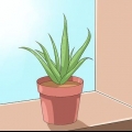 Ta hand om din aloe vera