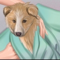 Se till att din hund mår bra efter förlossningen
