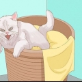 Be en katt om ursäkt