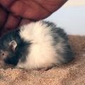 Bada din hamster
