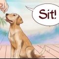 Lär din hund grundläggande kommandon