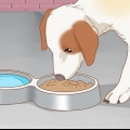 Behandla din hund