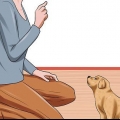 Ge din hund lydnadsträning innan den är 10 veckor gammal