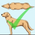 Hjälp din hund att gå ner i vikt