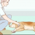 Att hjälpa din hund med en stroke