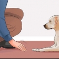 Lär din hund att ligga död på kommando