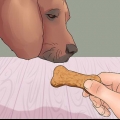 Lär din hund att tafsa