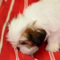 Trimma din hund