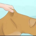 Låt din hund dricka vatten