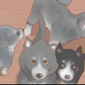 Träna din tjänstehund utan en professionell tränare