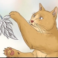 Låt din katt sova med dig