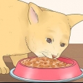 Gör din katt glad