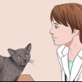 Rengör din katt när den inte kan göra det själv
