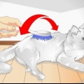 Skäm bort din katt