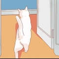 Uppmuntra din nya katt att sluta gömma sig