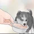Träning och vård av din nya siberian husky-valp