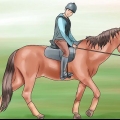 Lär din häst en galopp