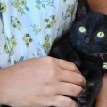 Tvätta unga kattungar