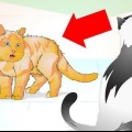 Rätt hantera en aggressiv katt