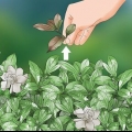 Beskärning cape jasmine