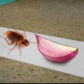 Fånga kackerlackor