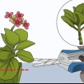 Odlar kalanchoe