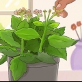 Beskärning av kalanchoe