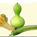 Växande kalebasser