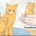 Separerar kattungar från mamma katt för adoption