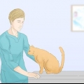 Att få katter att sluta kissa på mattan