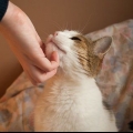 Uppfostra katter