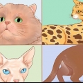 Erkänn kattraser