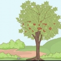 Plantera körsbärsgropar