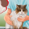 Identifiera klumpar på din katt