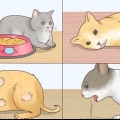 Minska feber hos katter